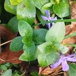 Vinca herbacea برگ