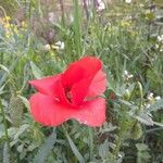 Papaver rhoeas Blomst