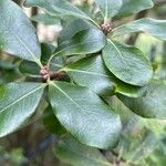 Pittosporum tenuifolium Leaf