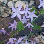 Campanula garganica Λουλούδι