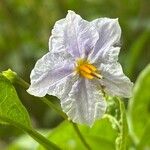 Solanum wendlandii फूल