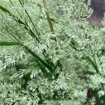 Poa arachnifera Flower