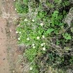 Bellis annuaFlower