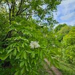 Fraxinus ornusᱵᱟᱦᱟ