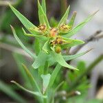 Euphorbia sulcata 花