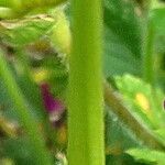 Erodium manescavi ফল