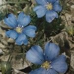 Linum leonii Çiçek