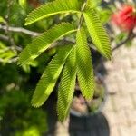 Calliandra tweediei Leaf