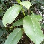 Ficus lacor Blad