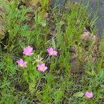 Sabatia campestris موطن