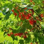 Ribes rubrumफल