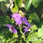 Ramonda myconi Flower