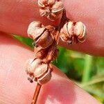 Pyrola minor Fruit