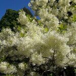 Chionanthus virginicus Flower