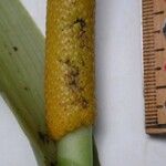 Anthurium subsignatum Bark