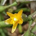 Hatiora salicornioides Λουλούδι
