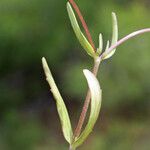 Valeriana vesicaria Leaf