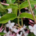 Jasminum polyanthum Leaf