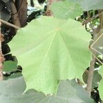 Pterospermum acerifolium Blatt