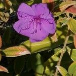 Tibouchina urvilleana Blomst