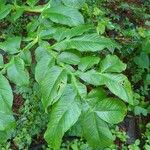 Amorphophallus paeoniifolius 葉