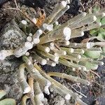 Ceropegia dichotoma Leaf