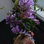 Vicia tenuifolia Cvet