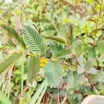 Chamaecrista nictitans Leaf