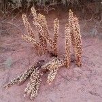 Cistanche phelypaea Fruit