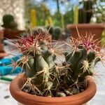 Ferocactus emoryi Escorça