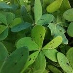 Oxalis pes-caprae Leaf