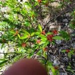 Ernodea littoralis Flor