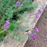 Verbena aristigera Агульны выгляд