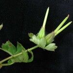 Geranium polyanthes Plod