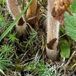 Orobanche caryophyllacea Bark