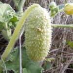 Ecballium elaterium Fruit