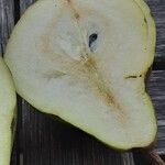 Pyrus communis Frukto