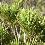 Podocarpus beecherae Habitus