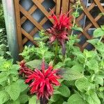 Monarda didymaFlower