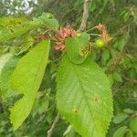 Prunus cerasus Leaf