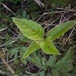 Epilobium montanum 叶