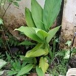 Curcuma longa Feuille