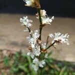 Callisia fragrans Flower