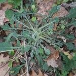 Reichardia picroides Leht