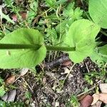 Doronicum pardalianches Leaf