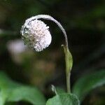 Antennaria solitaria Hábito