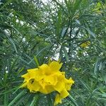 Cascabela thevetioides Flower