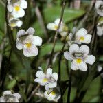 Pinguicula alpina Flor