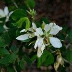 Bauhinia lunarioides Blüte