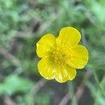 Ranunculus acris Kvet